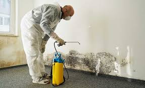 Best Mold Prevention Services  in USA